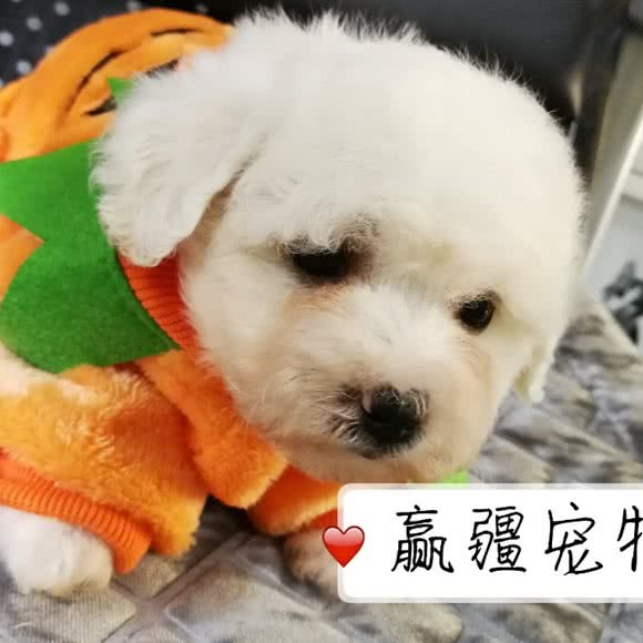 赢疆宠物:巴音郭楞蒙古自治州库尔勒市