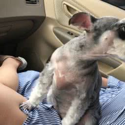 宠物小屋:沈阳市浑南区浑南新区附近