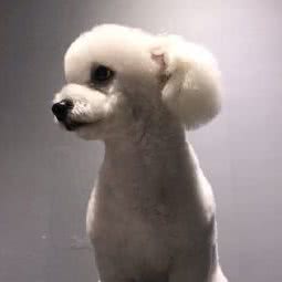 三只小狗宠物工作室:沈阳市浑南区浑南新区附近