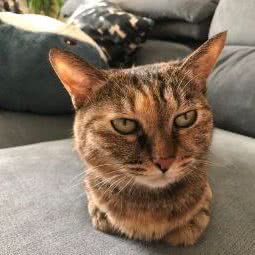 派多格狗狗:北京城区朝阳区北沙滩附近