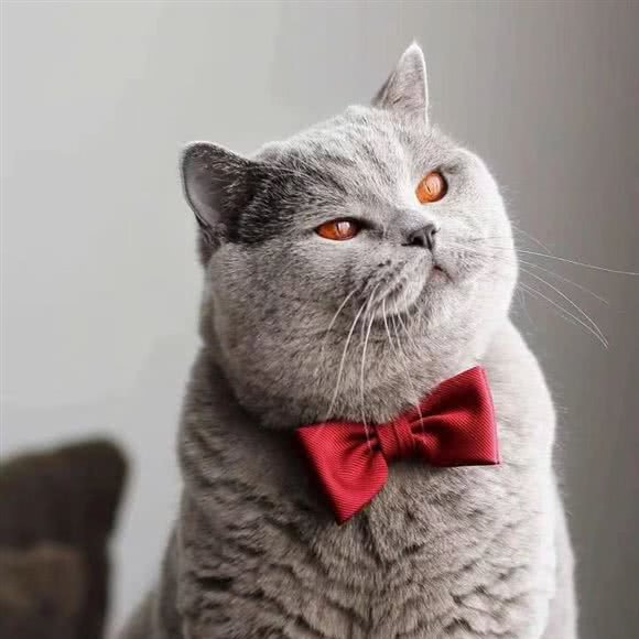 名猫名狗宠物生活馆:伊犁哈萨克自治州伊宁市