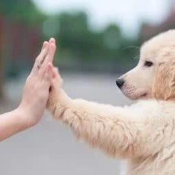 圣宠宠物店(沈阳凤祥新城店):沈阳市浑南区浑南新区附近
