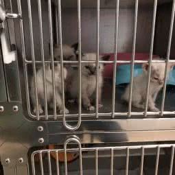 弘牧动物医院:伊犁哈萨克自治州伊宁市