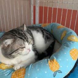 壹只喵宠物:伊犁哈萨克自治州奎屯市