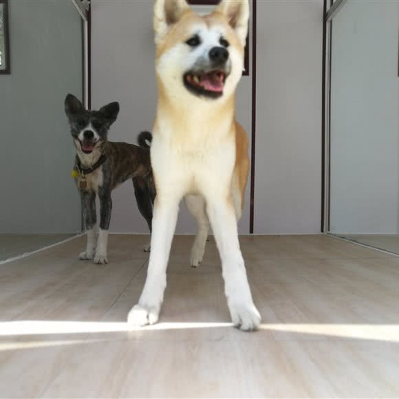 绿廊宠物乐园:沈阳市浑南区浑南新区附近