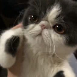 爱宠生活馆:阿勒泰地区阿勒泰市