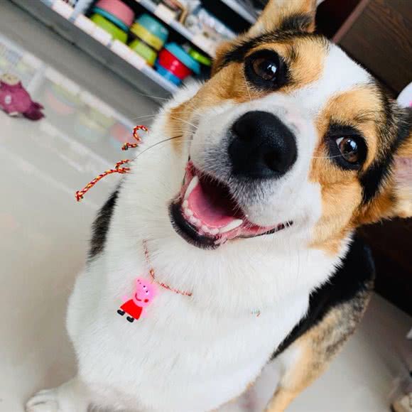 816号宠物会馆:沈阳市浑南区浑南新区附近