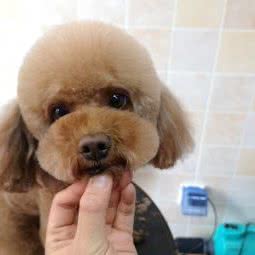 宠部落宠物:秦皇岛市开发区