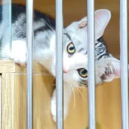 圣宠宠物(徐家浜店):苏州市工业园区