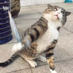 麦兜宠物家庭工作室:苏州市工业园区