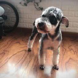 WO+PET沃佳宠物:沈阳市浑南区浑南新区附近