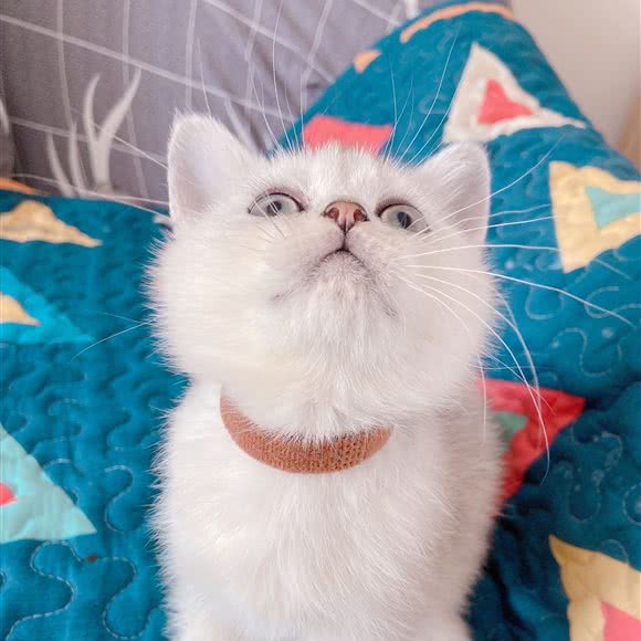 七喜猫舍:合肥市经开区