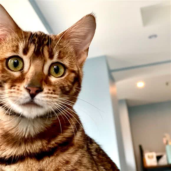 喵爪向上宠物生活馆:郑州市高新区