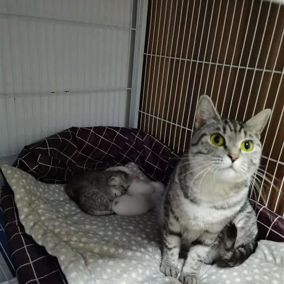 奇妙猫公馆:郑州市高新区