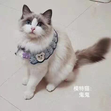 爱宠屋:仙桃市城区