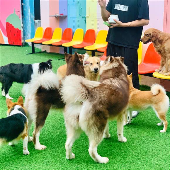 大波宠物乐园 狗狗猫咪寄养 游泳:东莞市东城街道