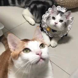 琪宠宠物店(温莎堡店):东莞市樟木头镇