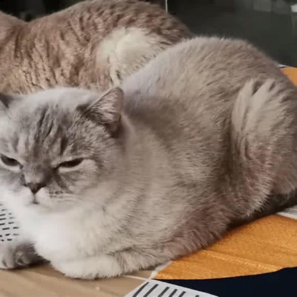 天堂宠物火化殡葬服务中心:东莞市常平镇