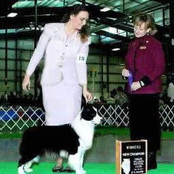 蓝月犬舍:东莞市常平镇