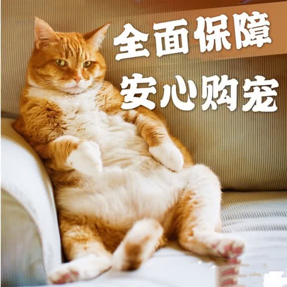 蹦蹦喵?CFA猫舍?宠物猫专卖:沈阳市浑南区浑南新区附近