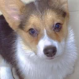 宠邦宠物(凤岗店):东莞市凤岗镇