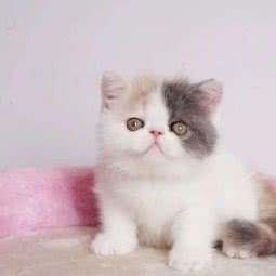 七柒的猫舍:沈阳市浑南区浑南新区附近