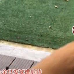 小米家宠物乐园:东莞市凤岗镇