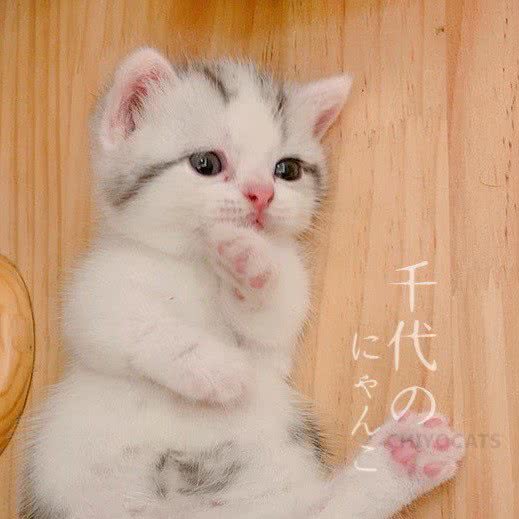 千代の猫:东莞市塘厦镇