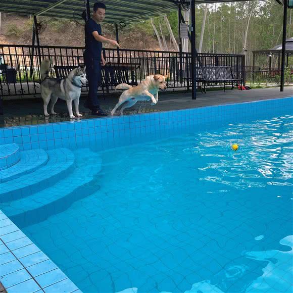 完美宠物度假山庄:东莞市塘厦镇