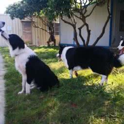 倍思爱宠物店:东莞市塘厦镇