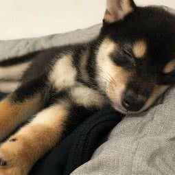 八烟庄柴狗专业犬舍:东莞市塘厦镇