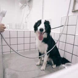 一程宠屋:东莞市清溪镇