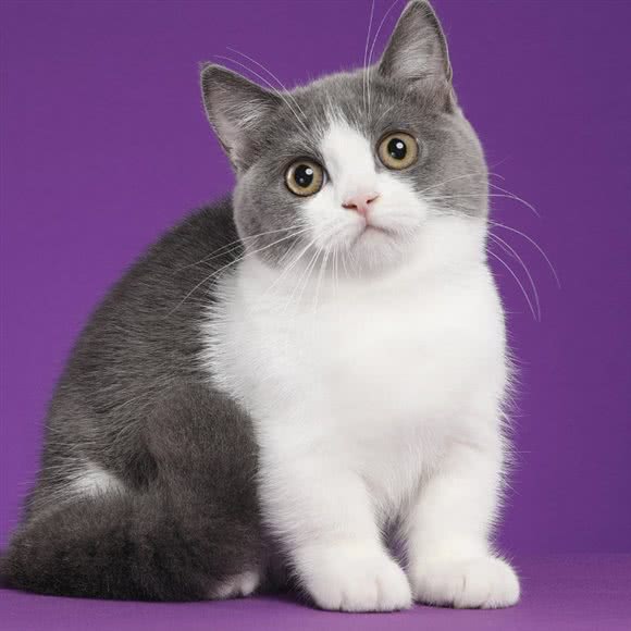 萌宠一家宠物生活馆(中海锦城总店):中山市石岐街道