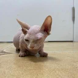 金宝贝动物医院:沈阳市浑南区浑南新区附近