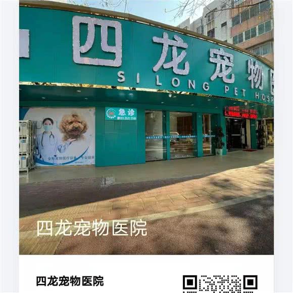 四龙宠物医院:中山市石岐街道