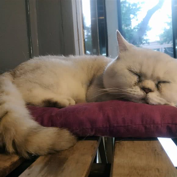 Lu猫Lu狗宠物生活馆:中山市南区街道