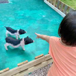 萌兽基地:中山市三乡镇