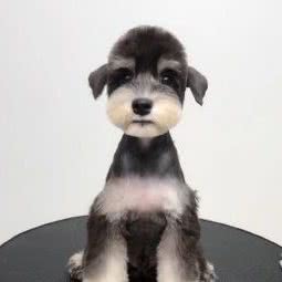 爱尚宠物:中山市坦洲镇