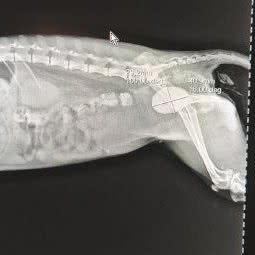 向日葵动物诊所:中山市东升镇