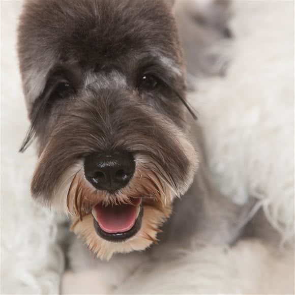 一八宠物美容工作室:沈阳市浑南区奥体中心附近