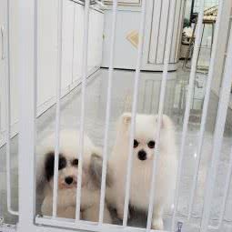 垫江萌宠咖宠物店:重庆城区垫江县