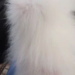 酉家动物医院:重庆城区酉阳土家族苗族自治县