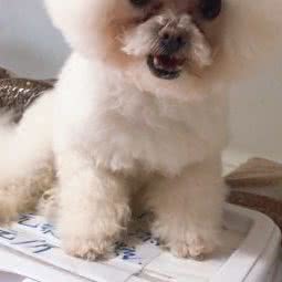 宠儿宠物:沈阳市沈北新区正良附近