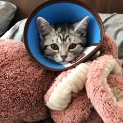 友爱宠物医院(迁安店):唐山市