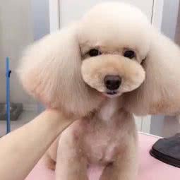 新北方宠物:辽阳市