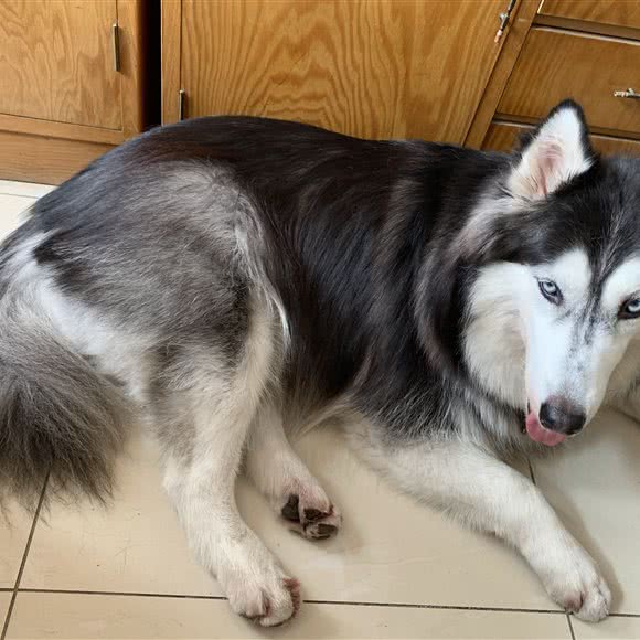 欣颖宠物居:北京城区东城区光明楼/龙潭湖附近