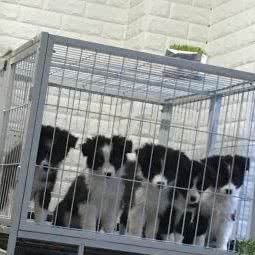 小海家萌宠旅馆:沈阳市沈北新区沈阳师范大学附近