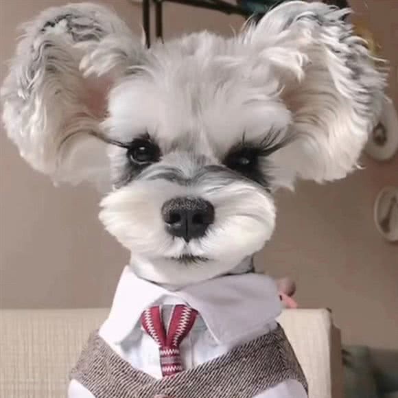 6狗宠物俱乐部:沈阳市沈北新区沈阳师范大学附近