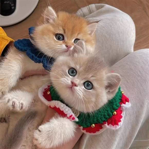 丘比特萌猫馆:沈阳市沈北新区沈阳师范大学附近