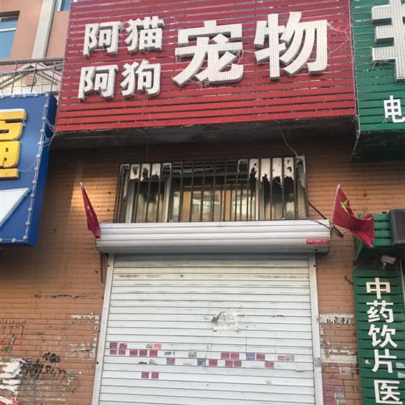 阿猫阿狗宠物:绥化市